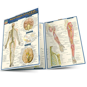 Nervous System Advanced (Quick Study Academic)