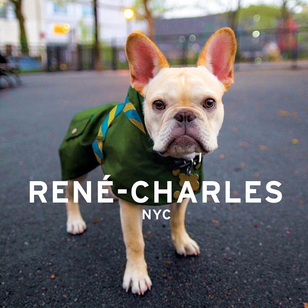 Renecharles: Nyc: Little Bulldog In The Big City