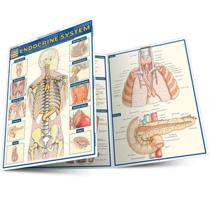 Endocrine System (Quick Study Academic),New