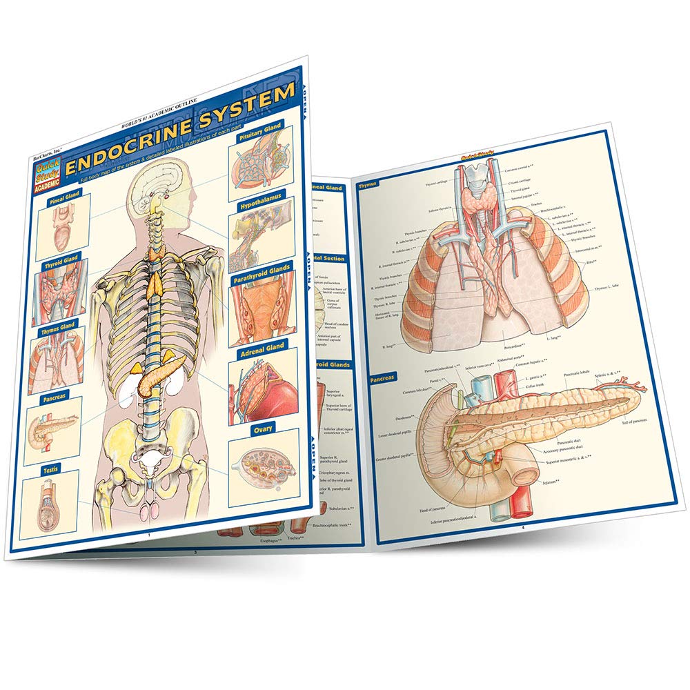 Endocrine System (Quick Study Academic),Used