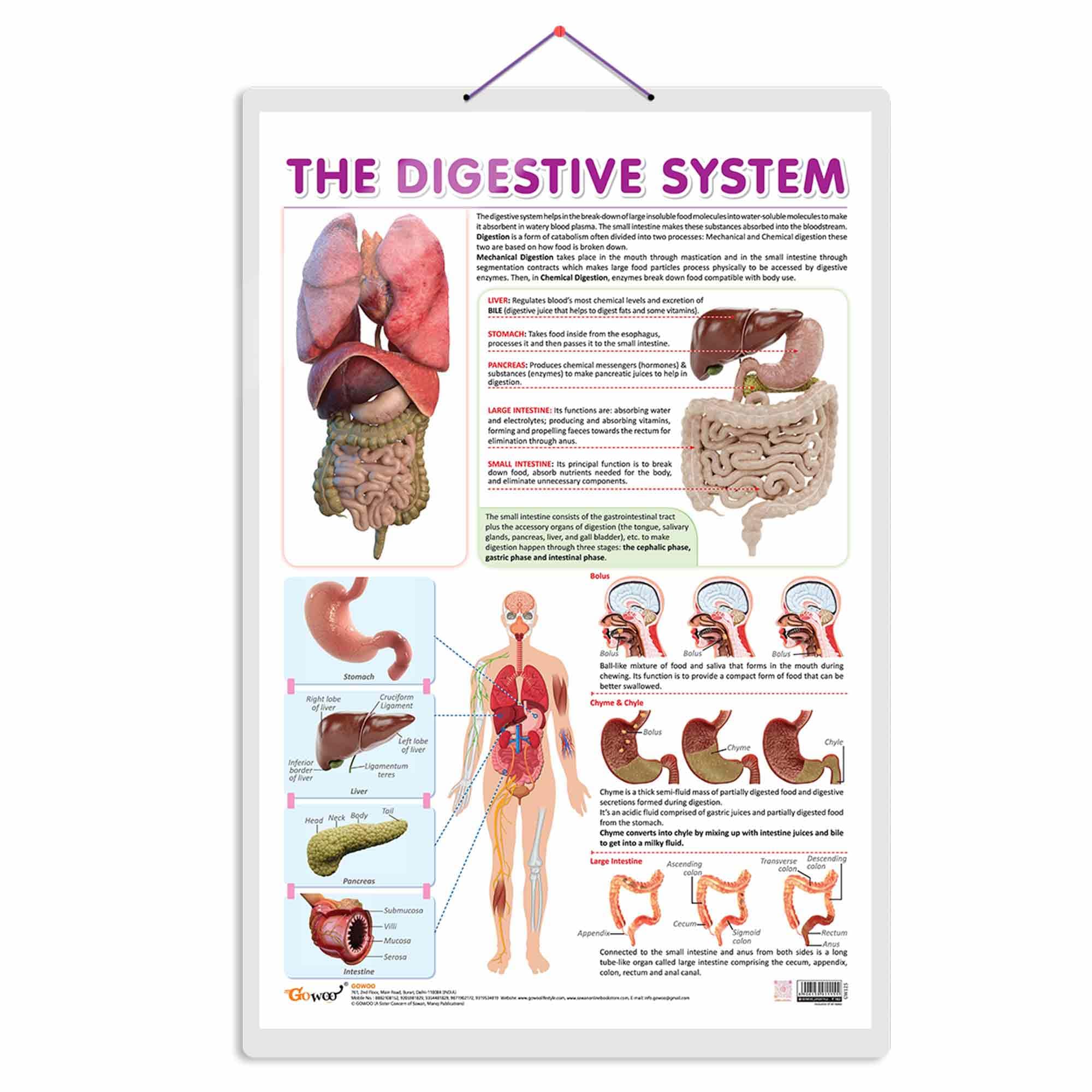The Digestive System Chart | Journey Through The Digestive System: Comprehensive Anatomy Chart