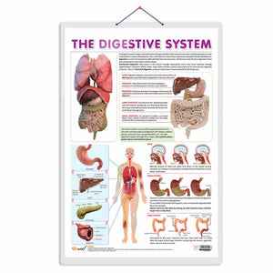 The Digestive System Chart | Journey Through The Digestive System: Comprehensive Anatomy Chart
