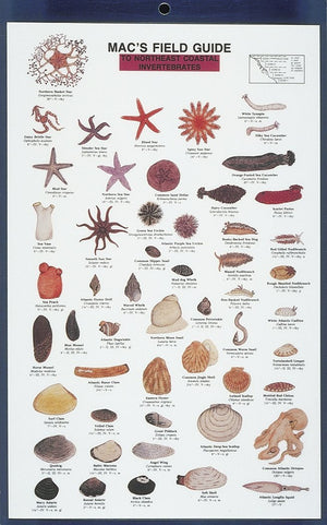 Mac's Field Guides: Northeast Coastal Invertebrates (Mac's Guides (Paperback)),Used