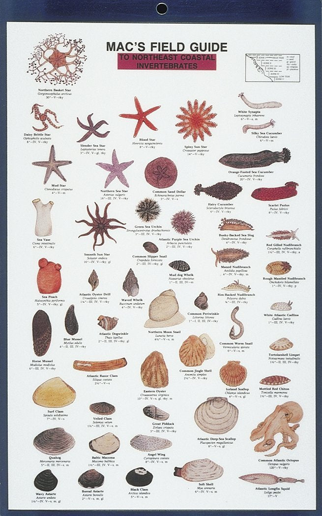 Mac's Field Guides: Northeast Coastal Invertebrates (Mac's Guides (Paperback)),Used