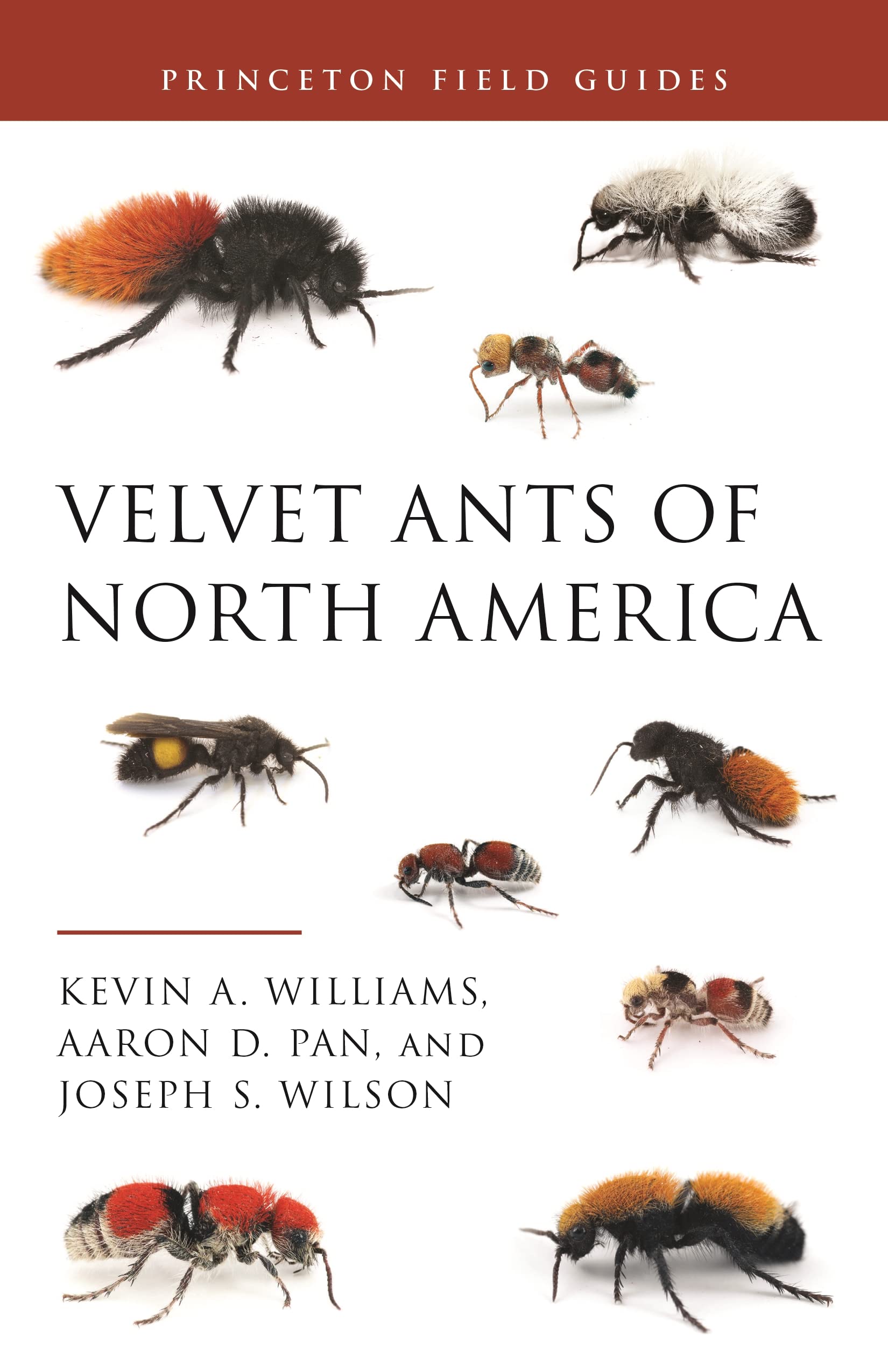 Velvet Ants Of North America (Princeton Field Guides, 145),Used