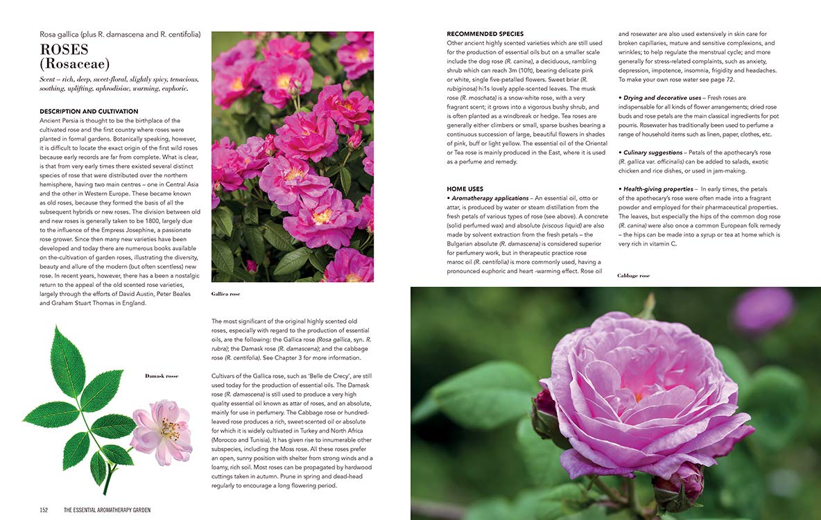 Essential Aromatherapy Garden: Growing and Using Scented Plants and Herbs,Used