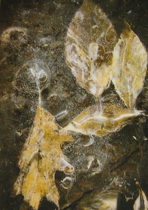 Creative Photo Printmaking,Used