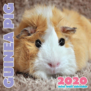 Guinea Pig 2020 Mini Wall Calendar,Used