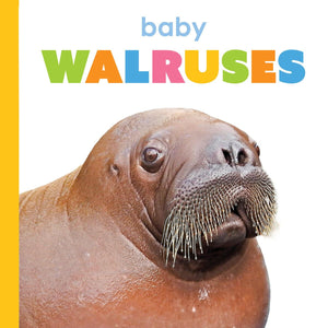 Baby Walruses (Starting Out)