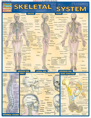 Skeletal System (Quick Study Academic),New