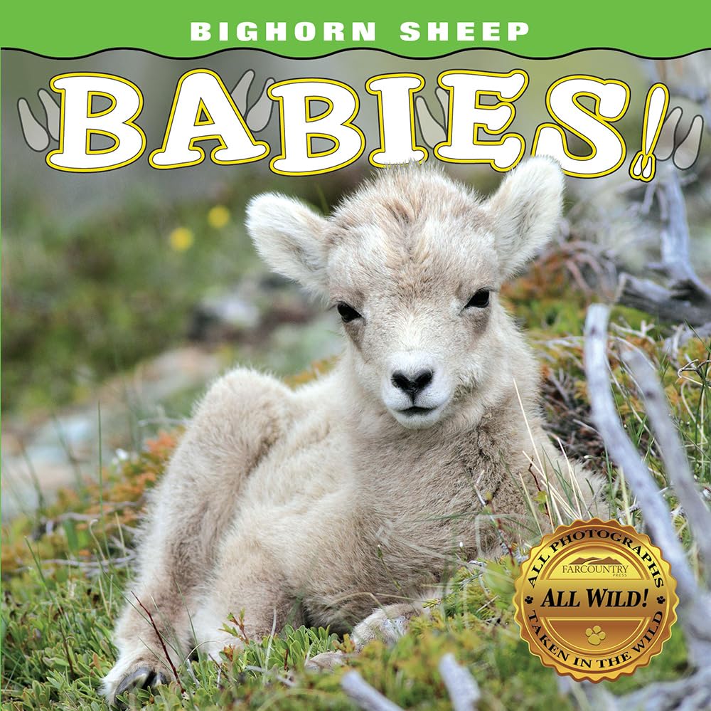 Bighorn Sheep Babies (Babies! (Farcountry Press)),Used