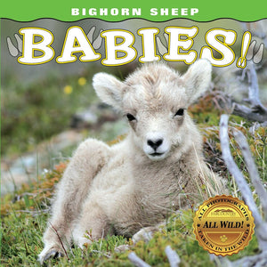 Bighorn Sheep Babies (Babies! (Farcountry Press)),Used