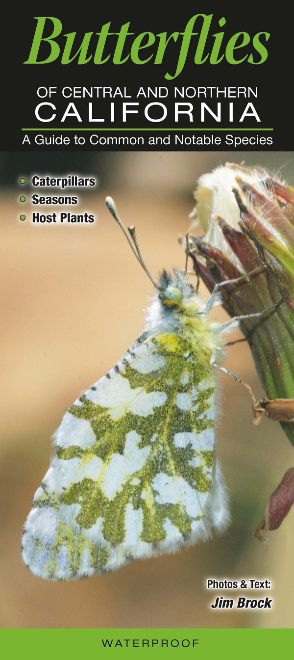 Butterflies of Central & Northern California: A Guide to Common & Notable Species,New