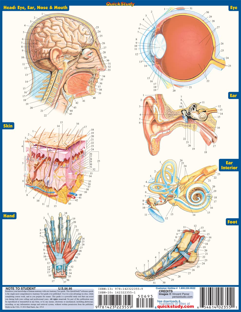 Anatomy Test,New