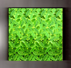 Super Stereogram,Used