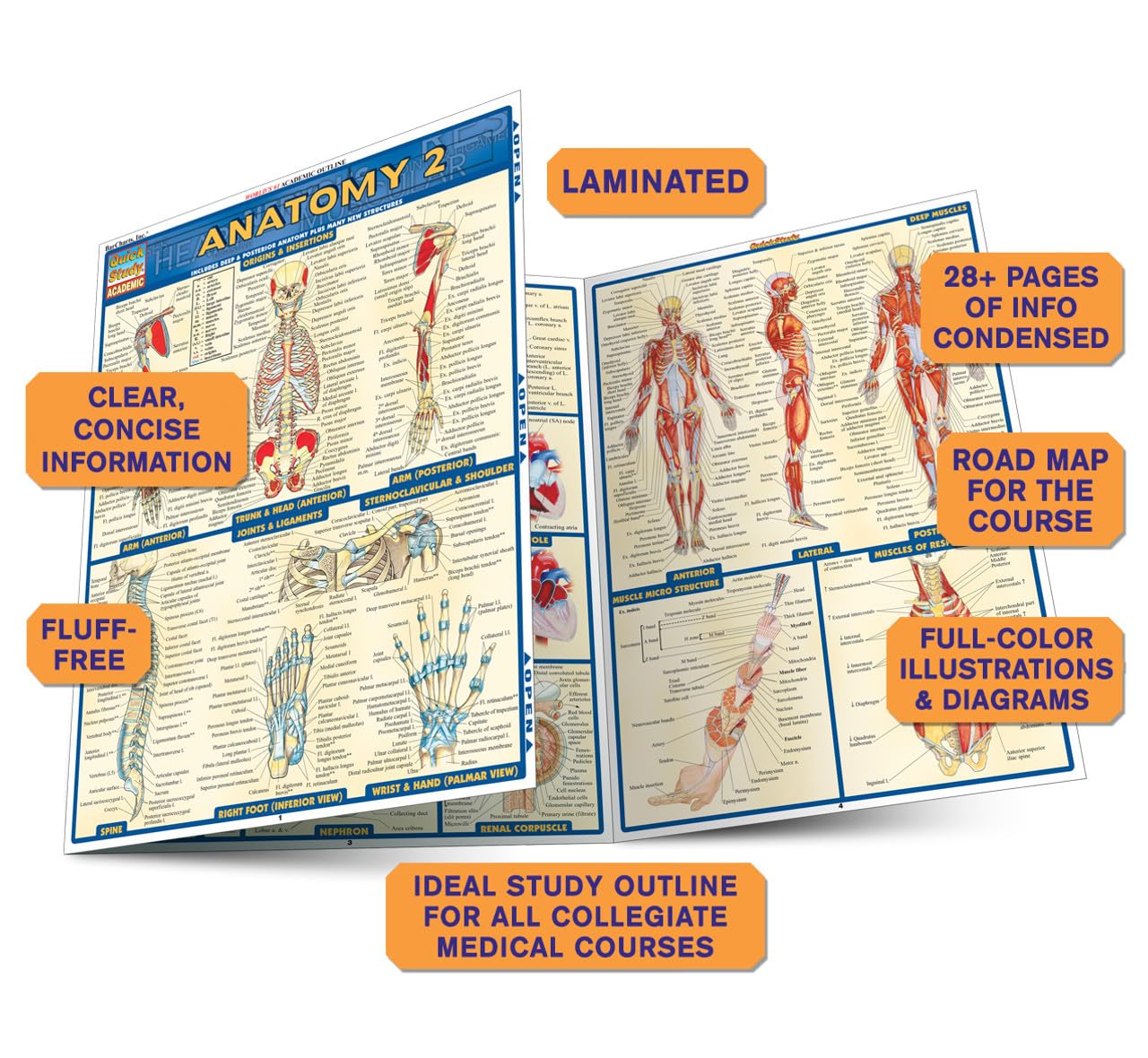 Anatomy 2 Quickstudy Laminated Reference Guide (Quickstudy Academic)