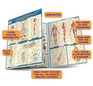 Anatomy 2 Quickstudy Laminated Reference Guide (Quickstudy Academic)