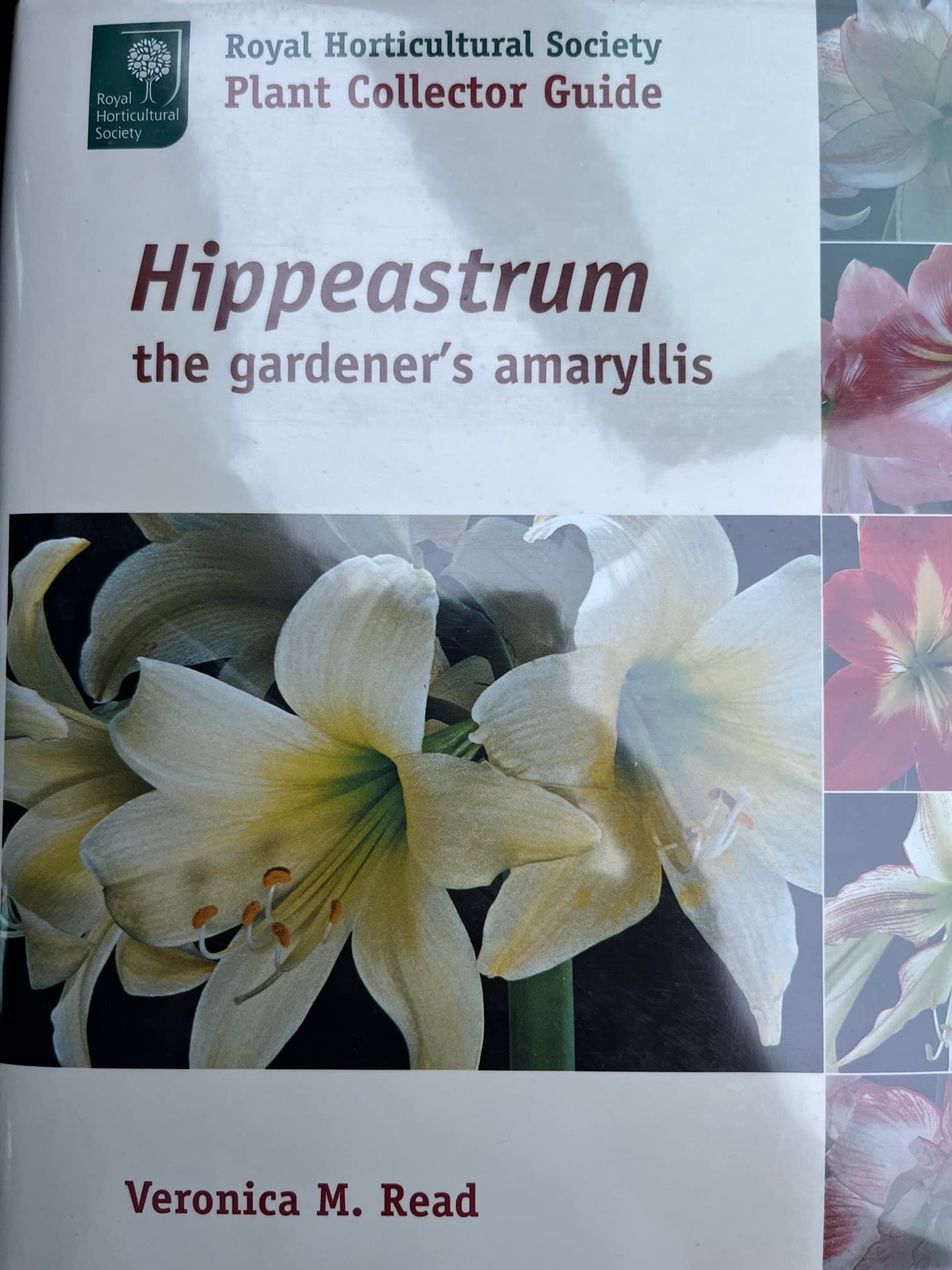 Hippeastrum: The Gardener's Amaryllis (Royal Horticultural Society/Timber Press Plant Collectors Guides Series),New