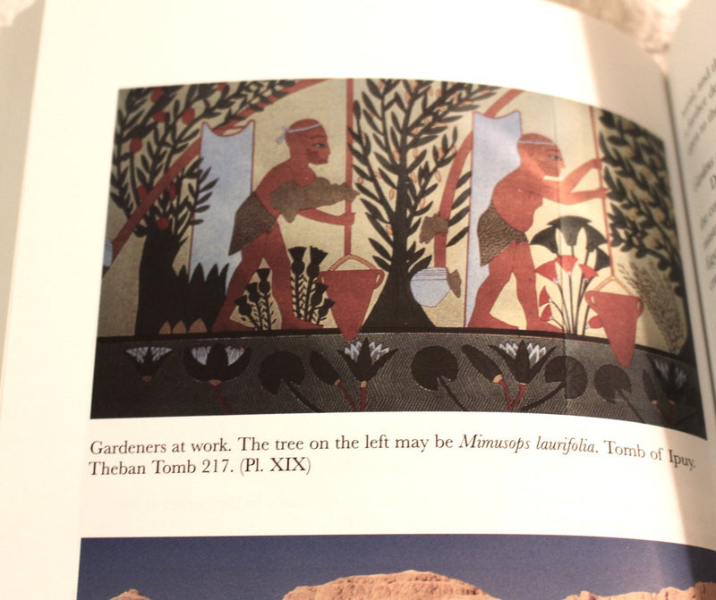 The Garden in Ancient Egypt,Used