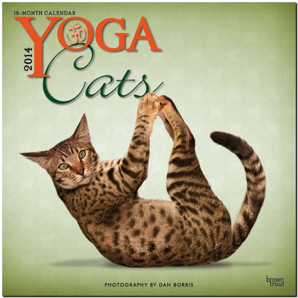 Yoga Cats 2014 18Month Calendar,New