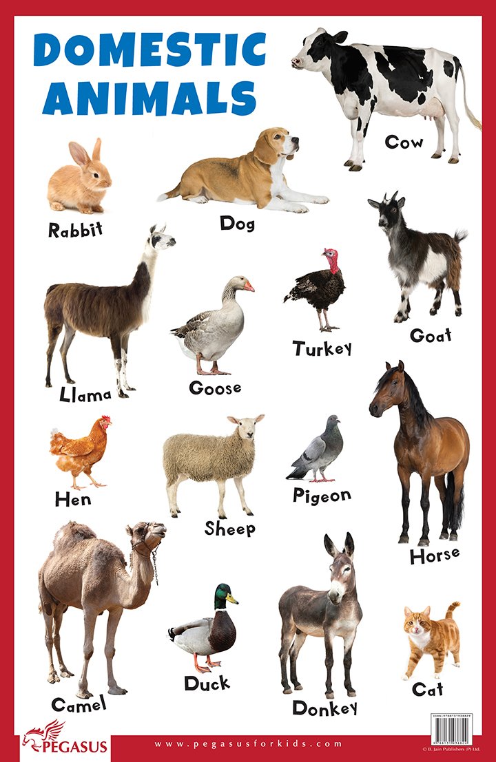 Domestic Animals - Thick Laminated Primary Chart