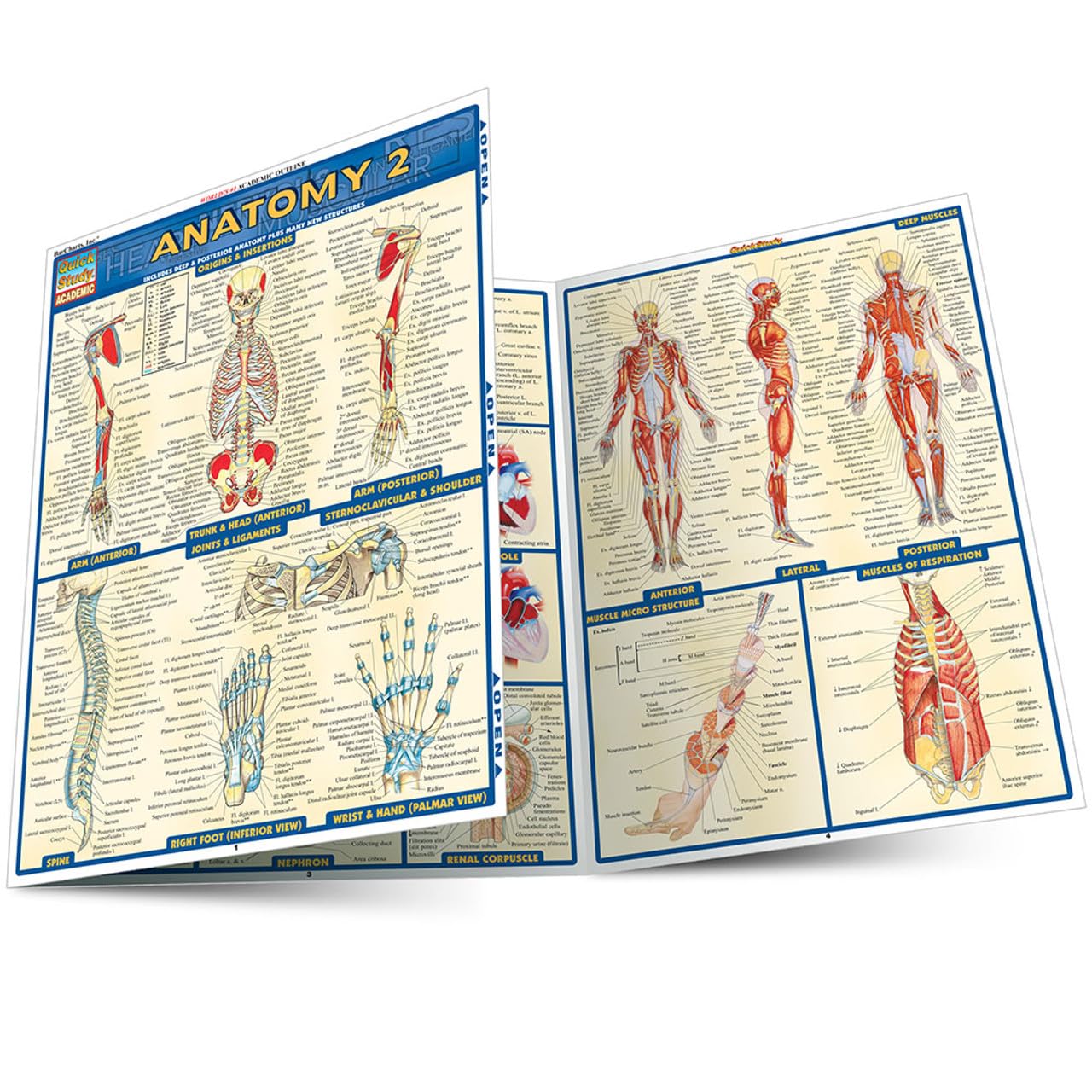 Anatomy 2 Quickstudy Laminated Reference Guide (Quickstudy Academic)
