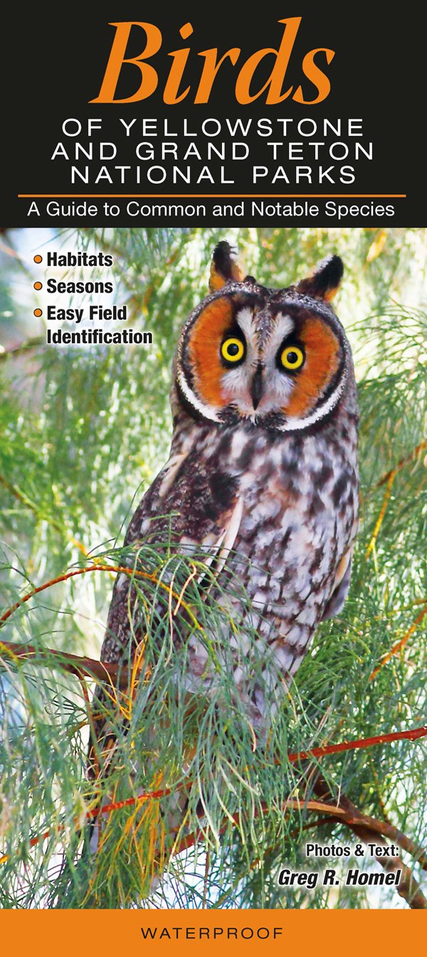 Birds of Yellowstone & Grand Teton National Parks: A Guide to Common & Notable Species,Used
