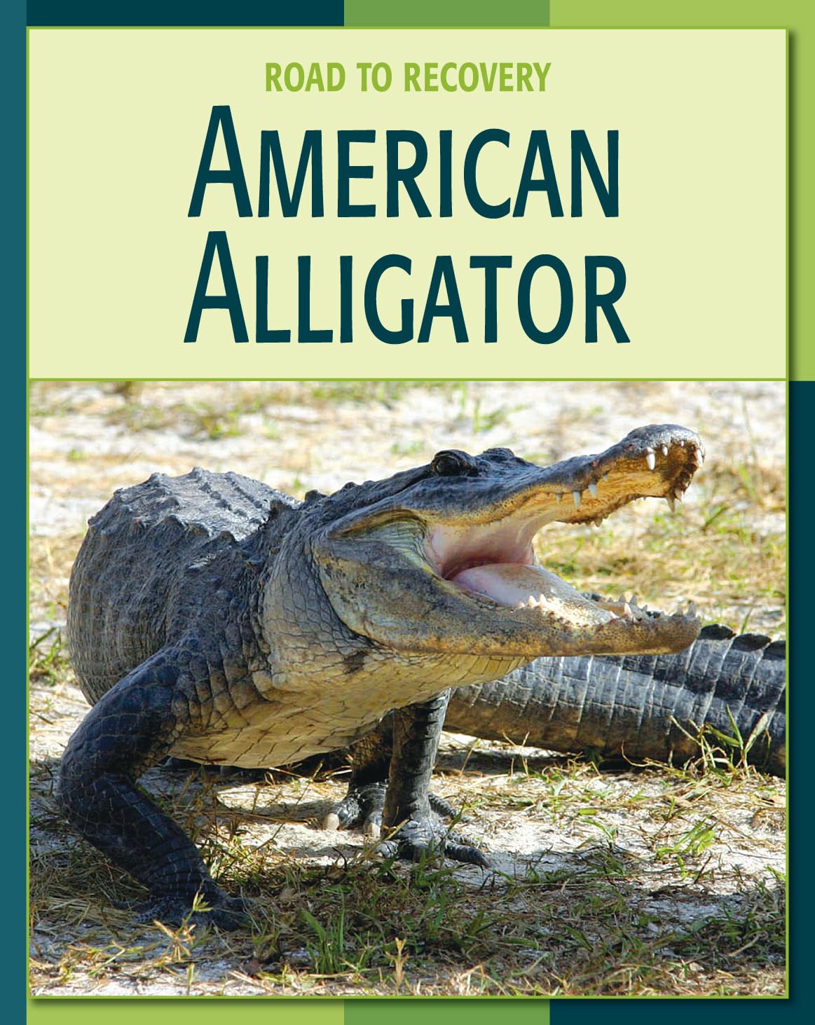 American Alligator (21st Century Skills Library: Road to Recovery),Used