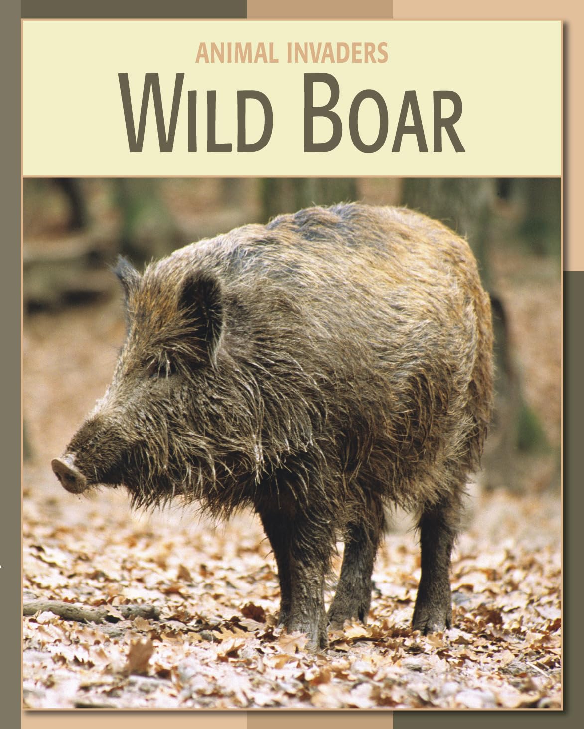 Wild Boar (21st Century Skills Library: Animal Invaders),Used
