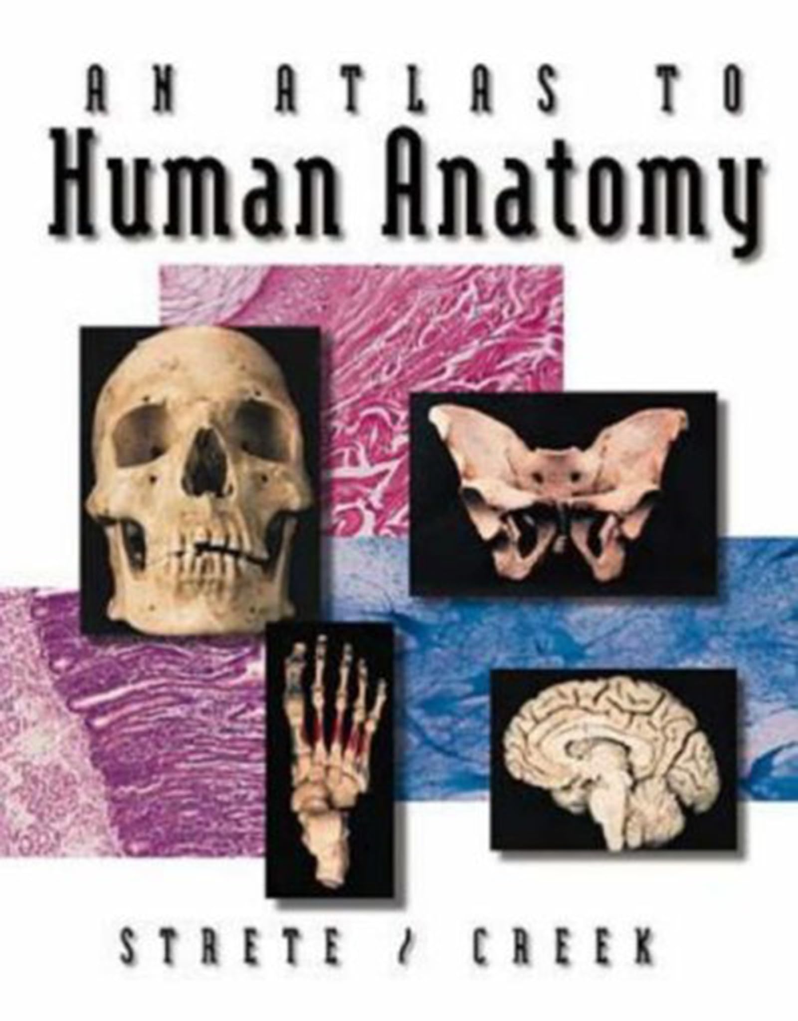 An Atlas To Human Anatomy by Strete/Creek,Used