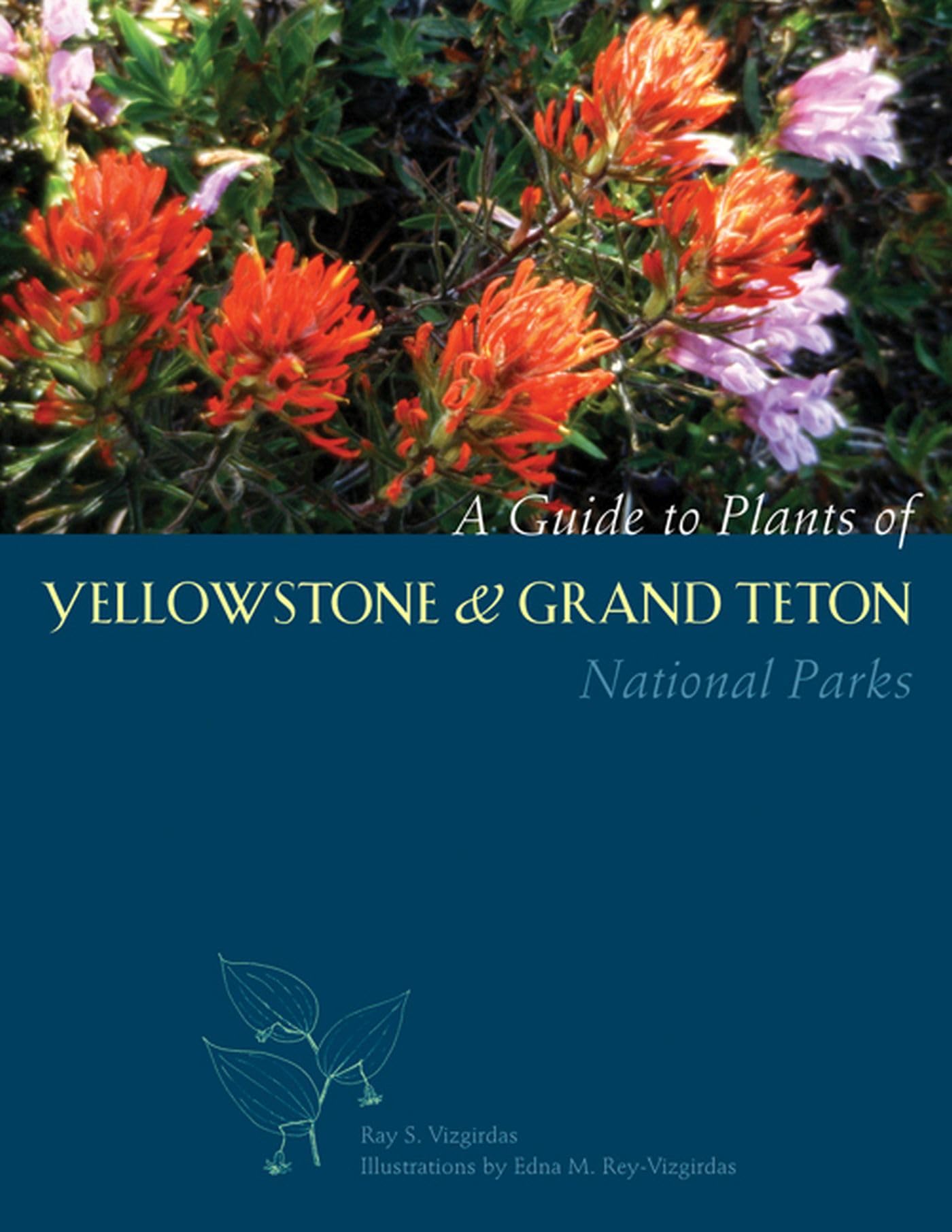 A Guide To Plants Of Yellowstone And Grand Teton National Parks,Used