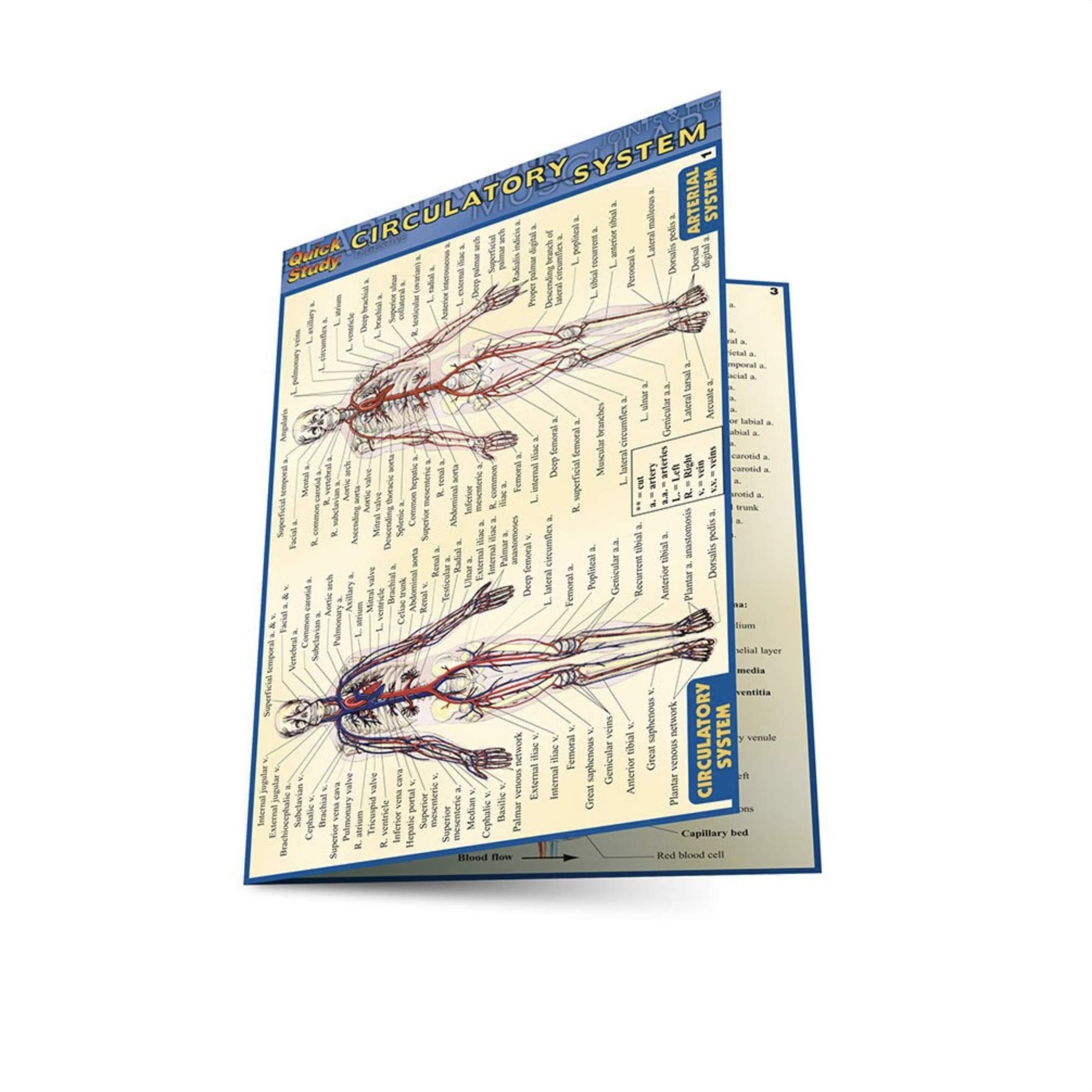 Circulatory System (Quick Study)