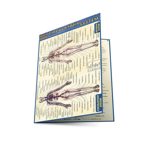 Circulatory System (Quick Study)