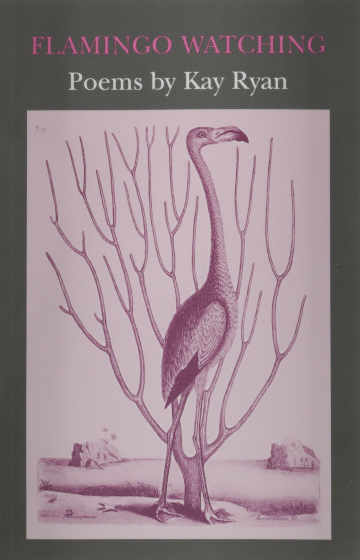 Flamingo Watching,Used