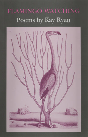 Flamingo Watching,Used