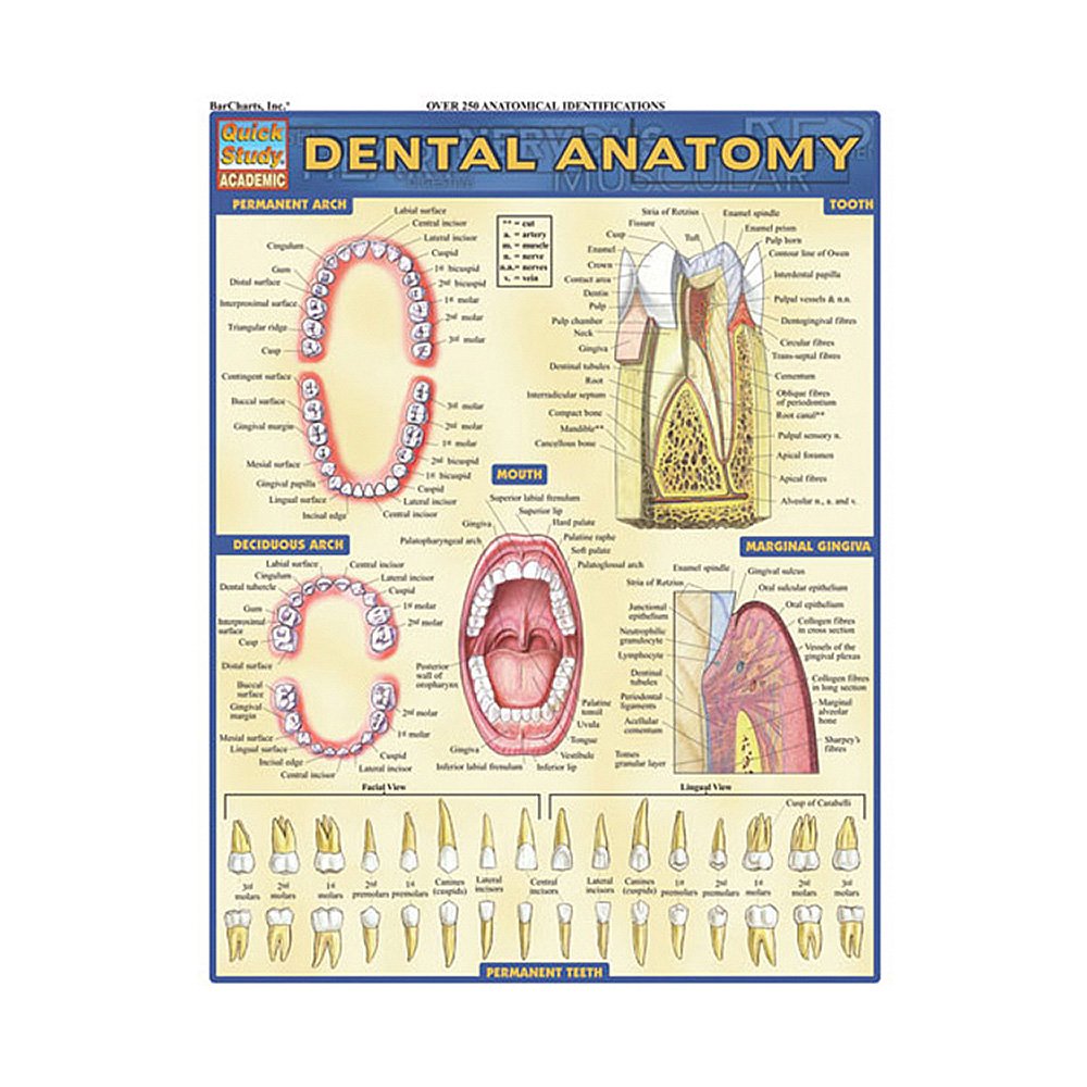 Dental Anatomy (Quick Study Academic)