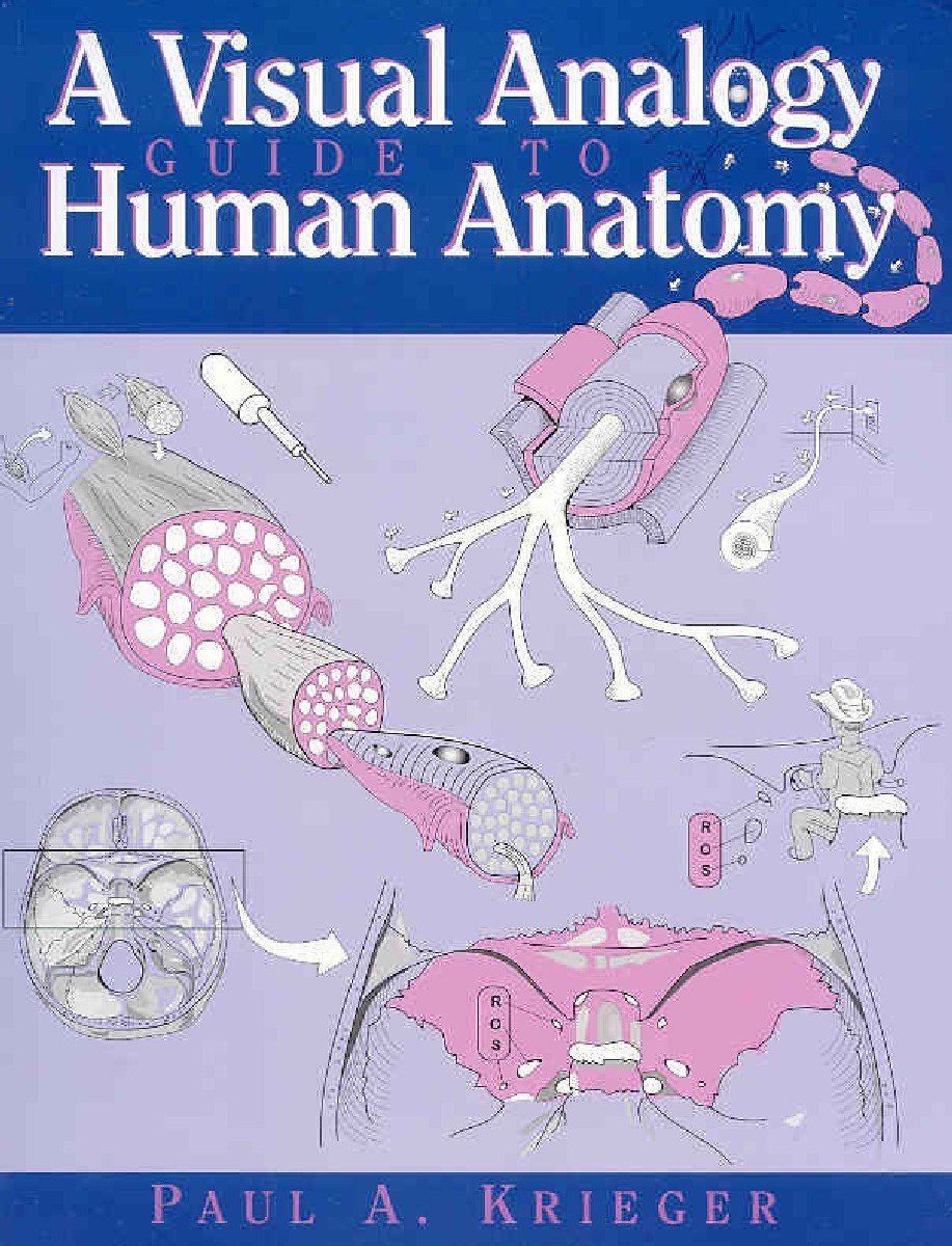 A Visual Analogy Guide To Human Anatomy