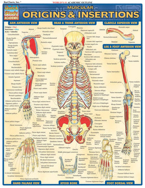 Muscular Origins & Insertions (Quick Study Academic),Used