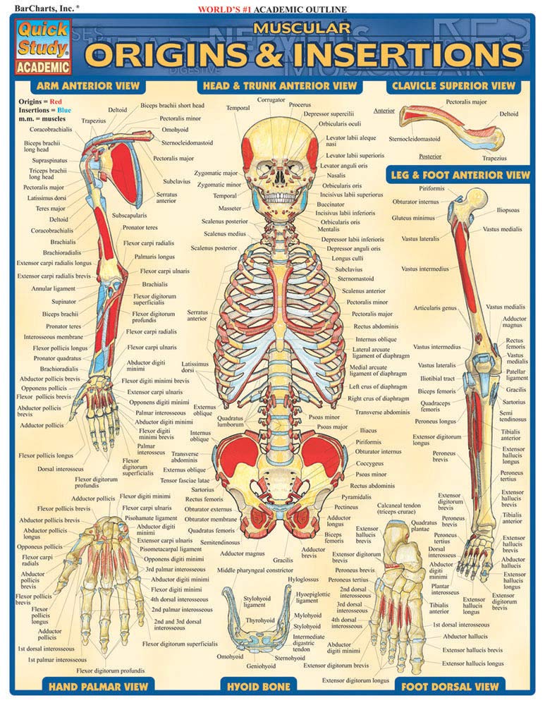 Muscular Origins & Insertions (Quick Study Academic),Used