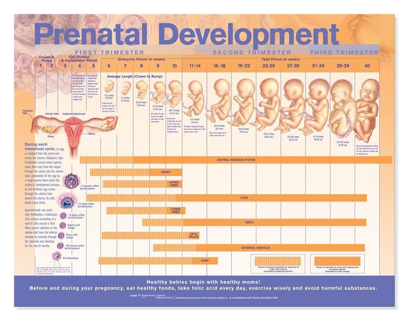 Prenatal Development Anatomical Chart,Used