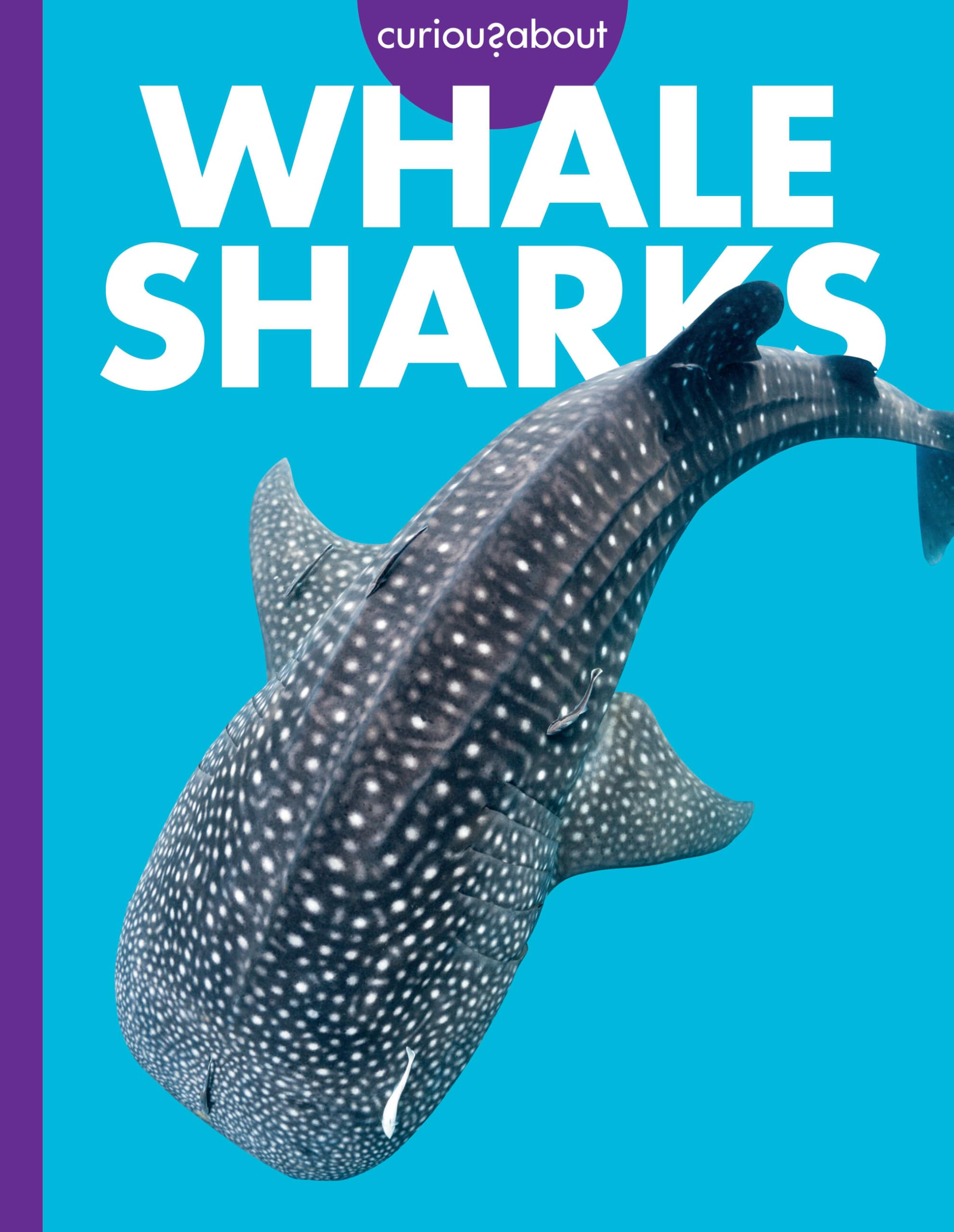 Curious About Whale Sharks
