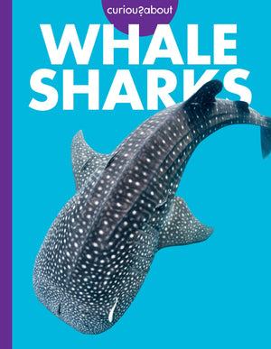 Curious About Whale Sharks