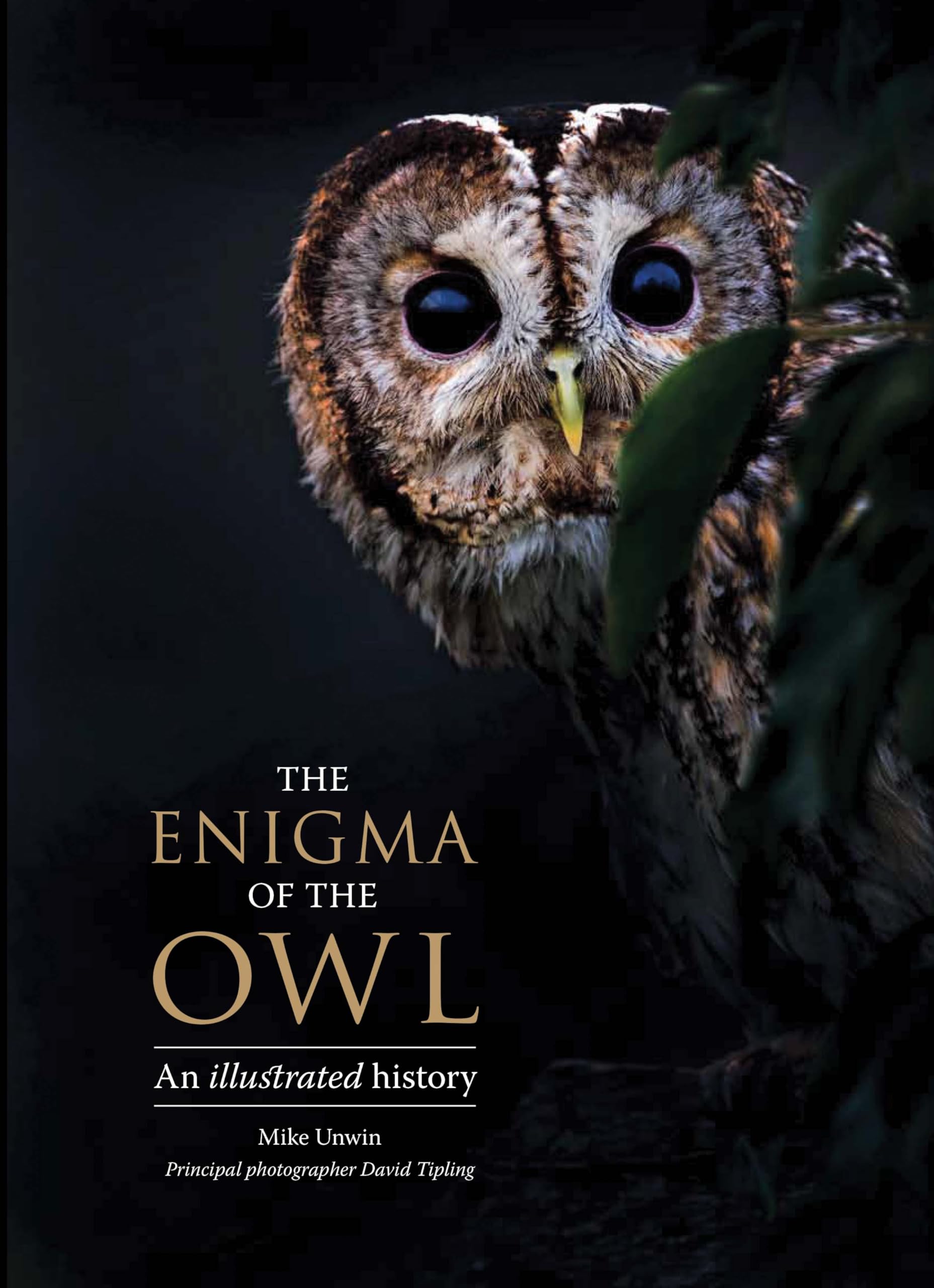 The Enigma Of The Owl: An Illustrated Natural History