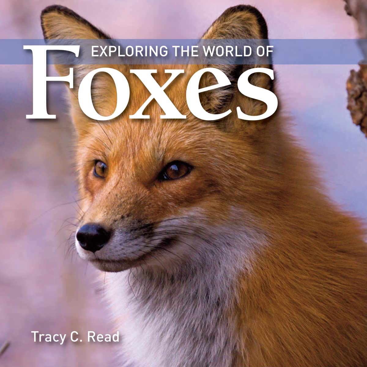 Exploring The World Of Foxes