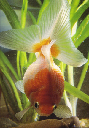 Goldfish And Ornamental Carp