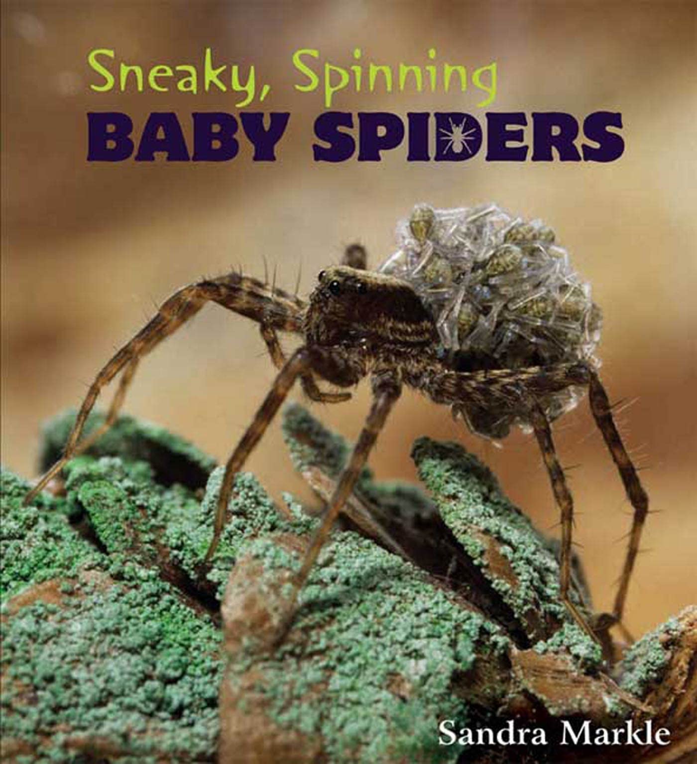Sneaky, Spinning Baby Spiders,Used