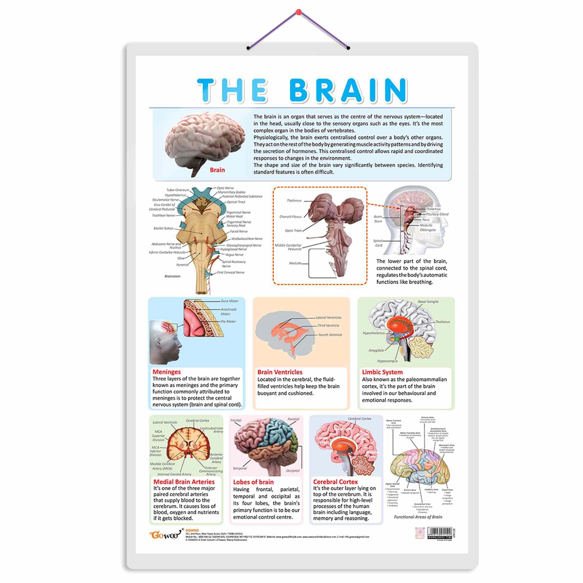 The Brain Chart | Journey Through The Brain: Comprehensive Anatomy Chart