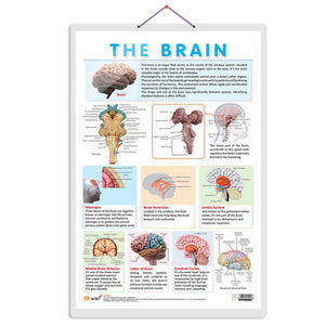 The Brain Chart | Journey Through The Brain: Comprehensive Anatomy Chart