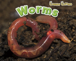 Worms (Creepy Critters),Used