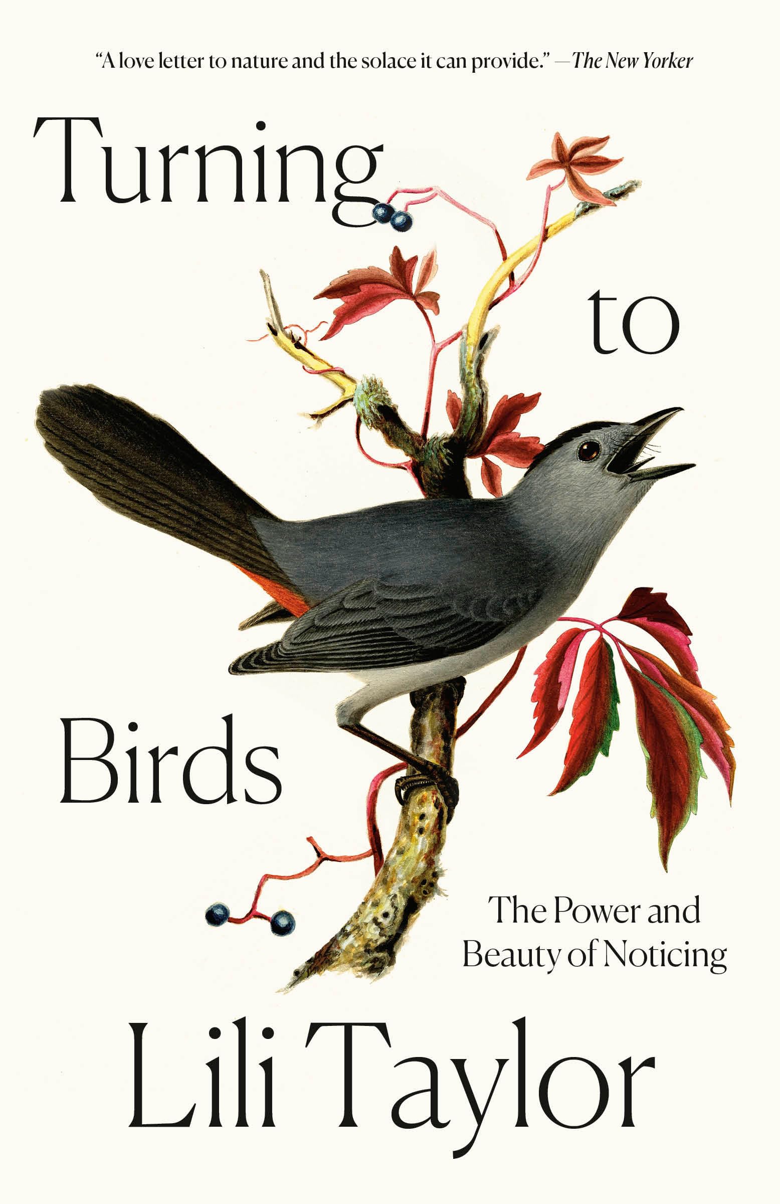 Turning To Birds: The Power And Beauty Of Noticing